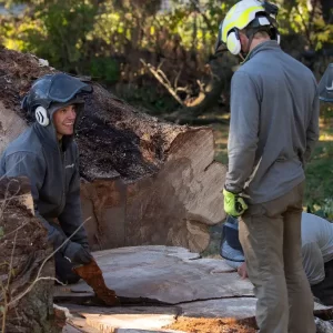 Stump Grinding