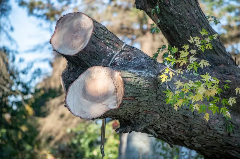 The Risks of Do-It-Yourself Tree Care