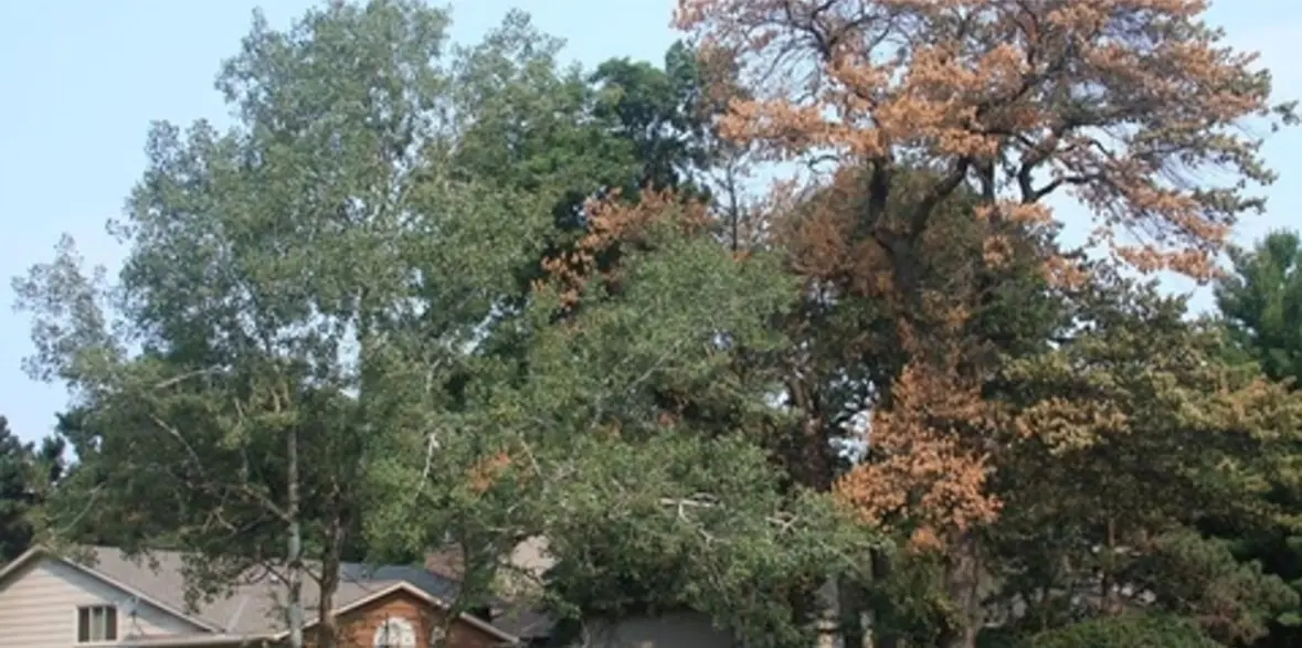 Oak Wilt